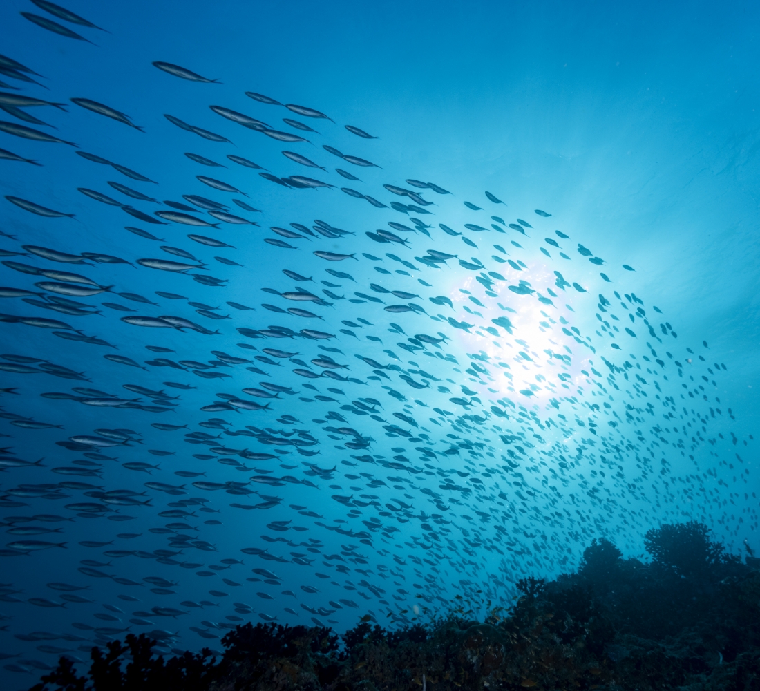 お魚で、明るい食と地球の未来を創る。