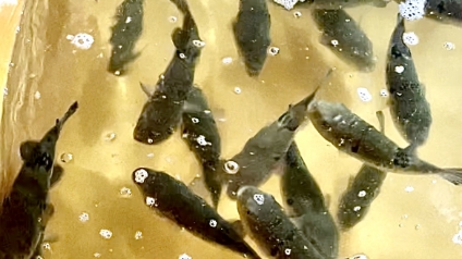 トラフグ・ヒラメの陸上養殖（大分県佐伯市）